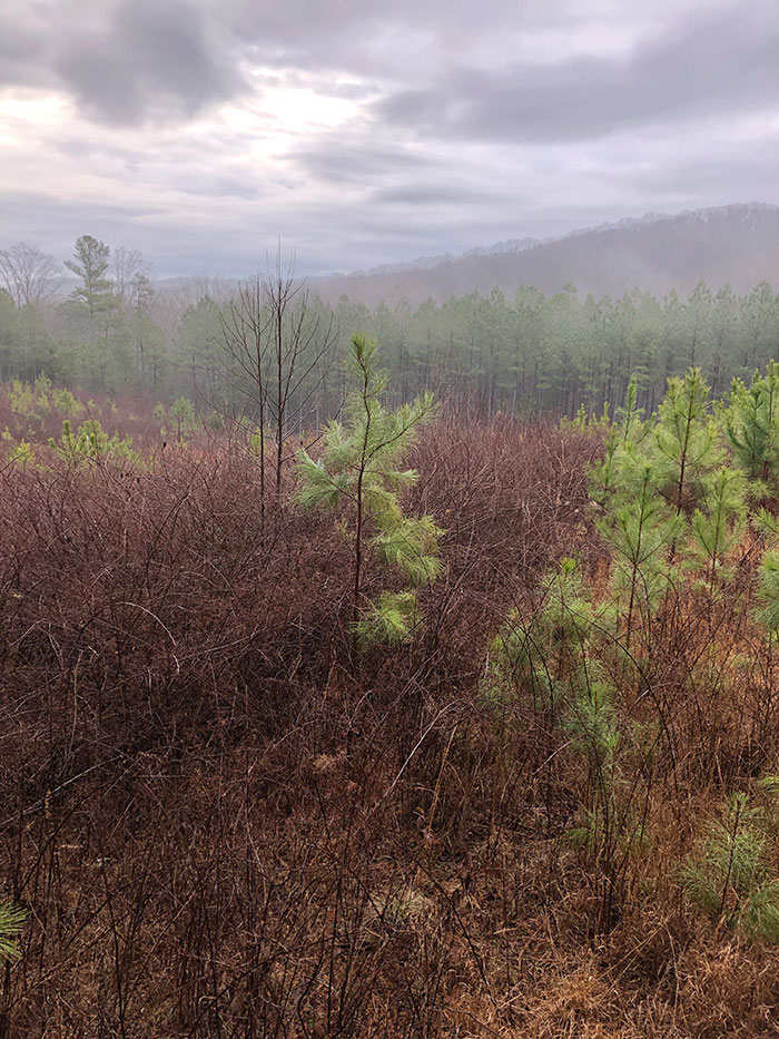 Mountain Property Before